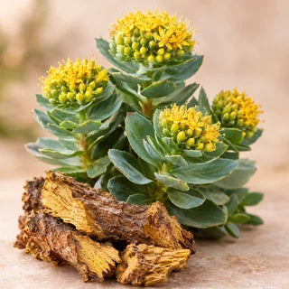 Rhodiola